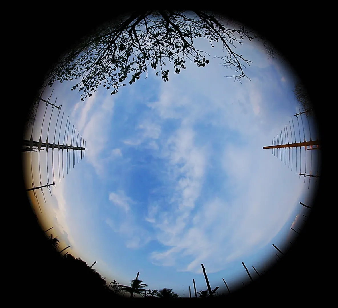 Rohini Devasher — Courtesy the artist and Project 88, Mumbai