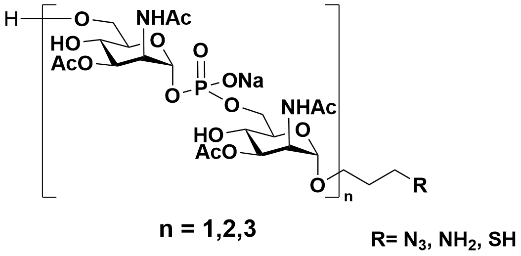 Structure of Neisseria Meningitidis serogroup A oligomers