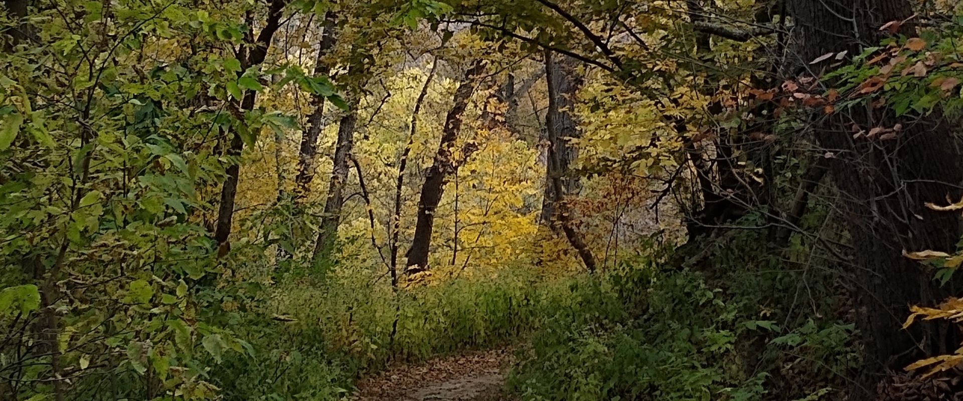 Halloween Witchy Woods Walk at Hitchcock Nature Center