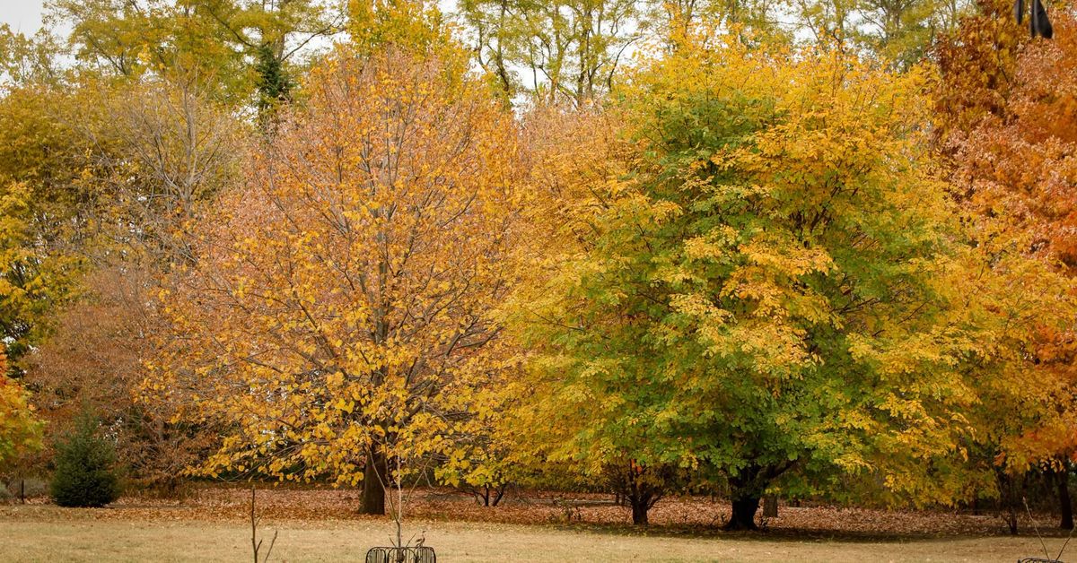 Fall Arboretum Tour at Lauritzen Gardens