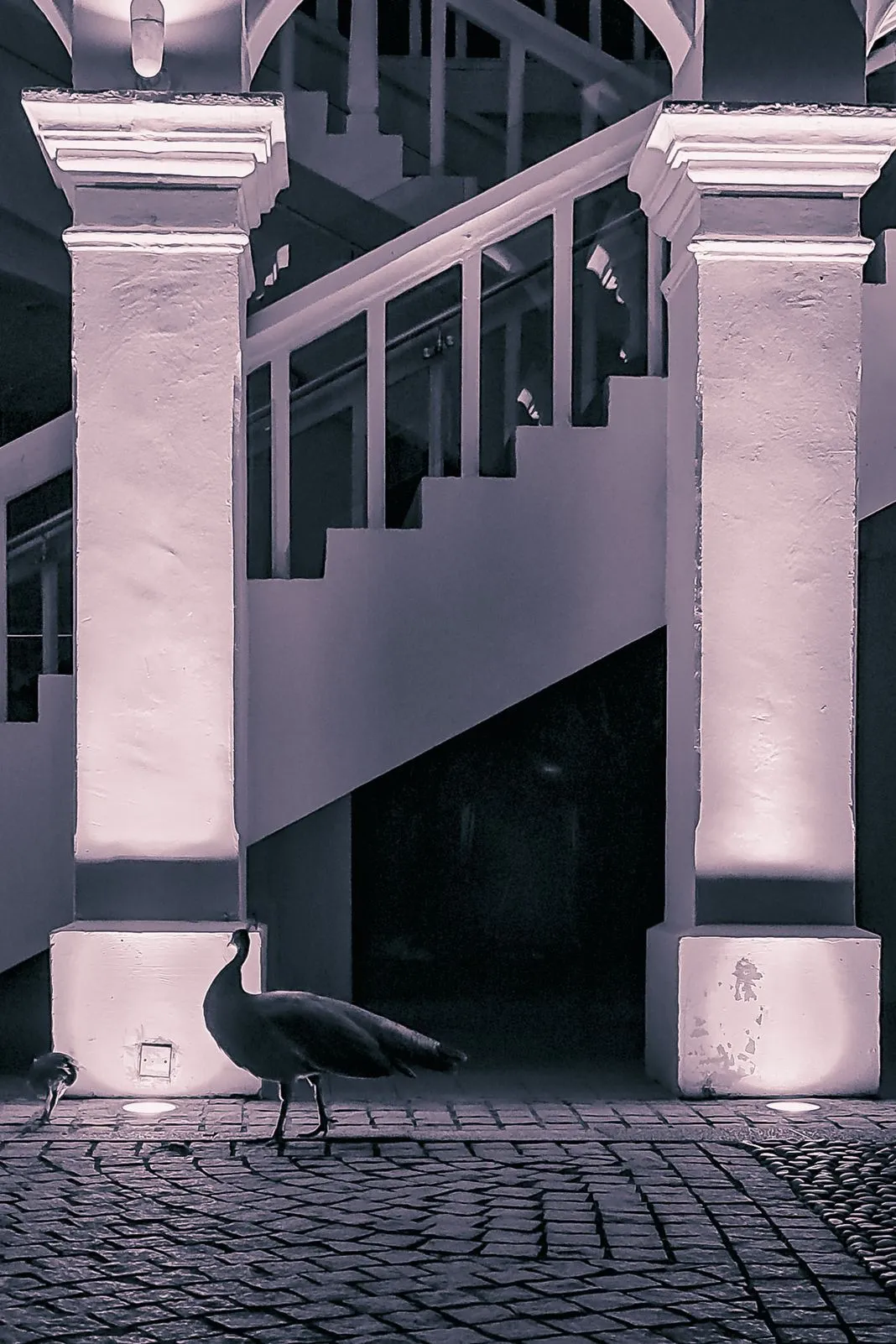 A peacock walking past illuminated columns and a staircase at night