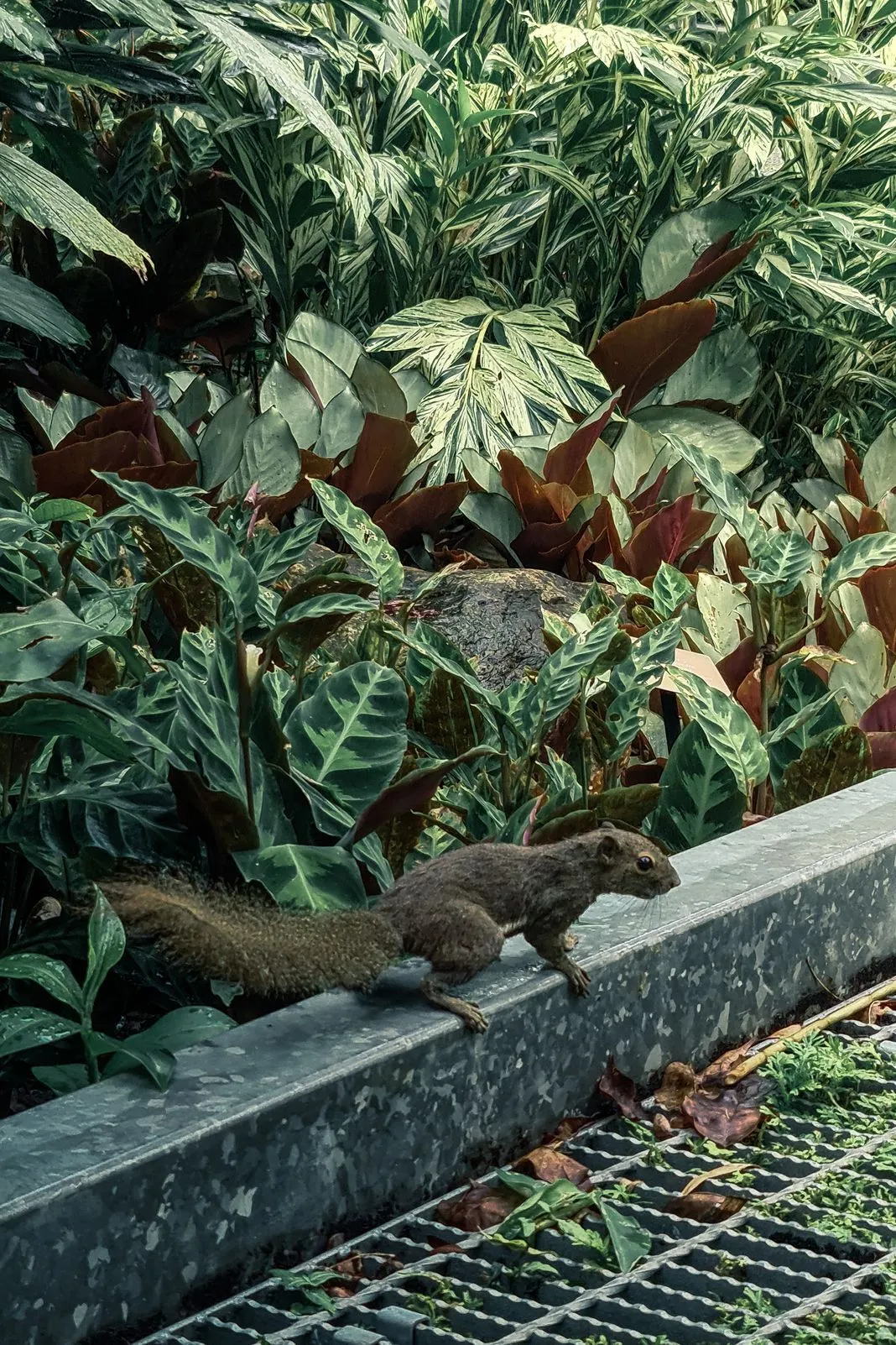 A squirrel walking along a concrete ledge amid tropical foliage