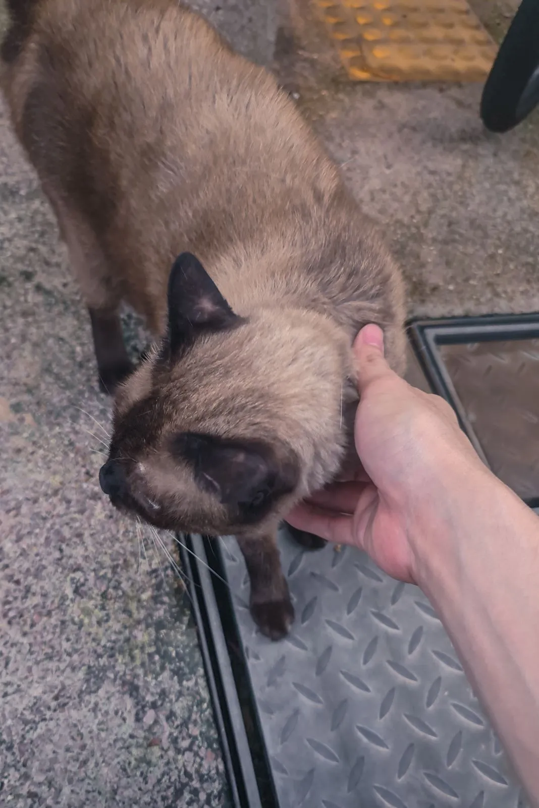 A hand scratching the head of a Siamese cat outdoors