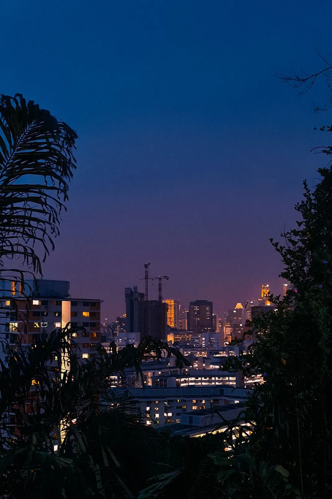 A city skyline with a construction crane, framed by dark tree silhouettes at night