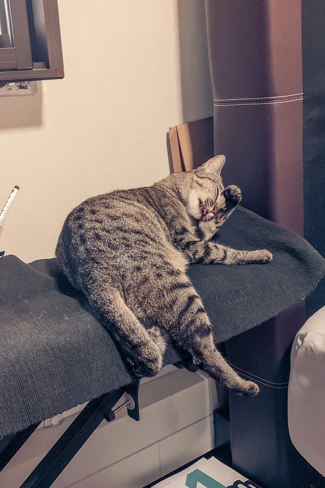 A tabby cat stretching and grooming itself on a cat tree perch