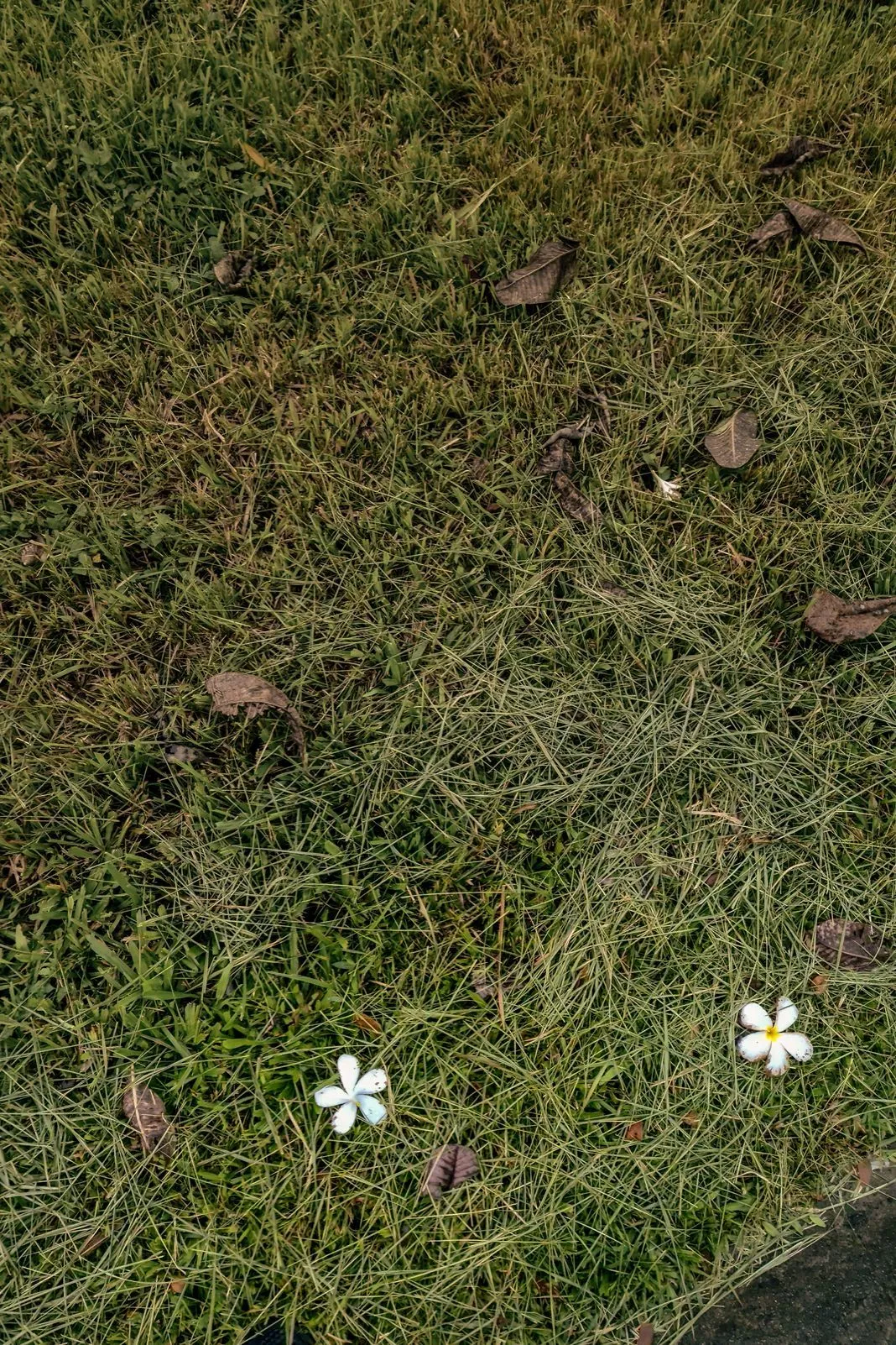 Two small white frangipani flowers fallen on a grassy lawn