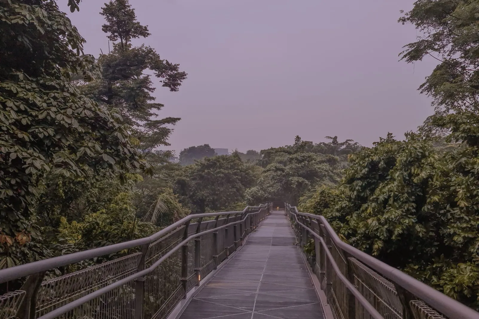 A wooden pedestrian bridge cutting through dense green forest canopy