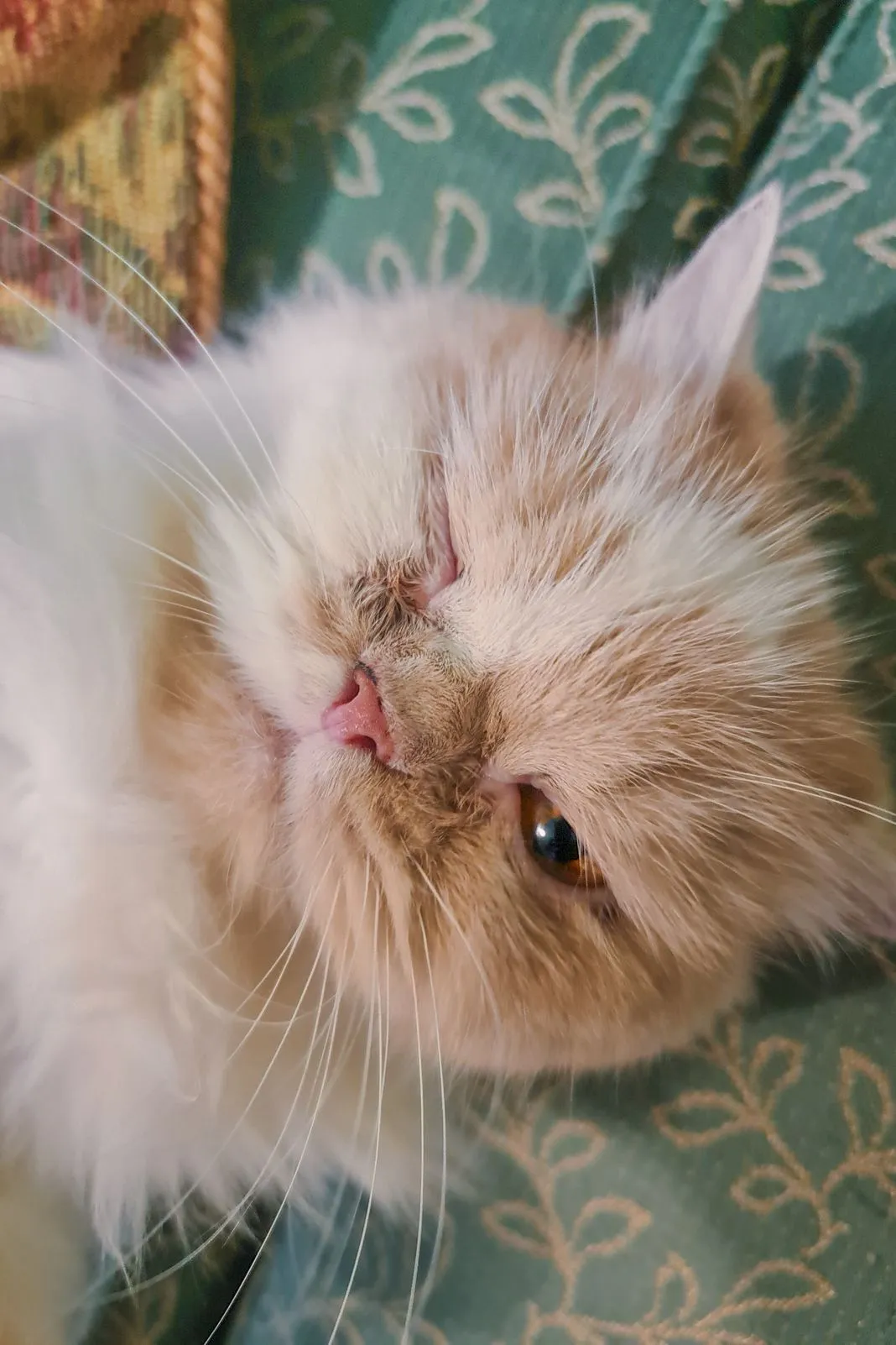 Close-up of a cream Persian cat's face resting against a cushion