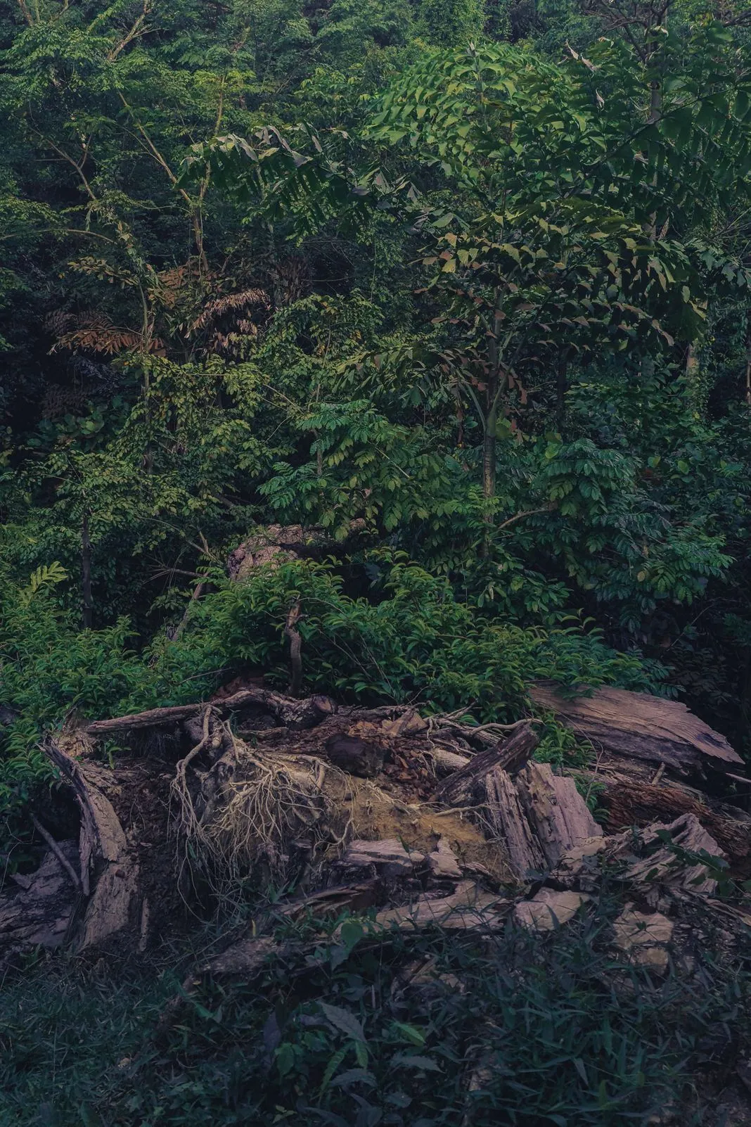 Fallen dead wood and roots amid dense green forest undergrowth