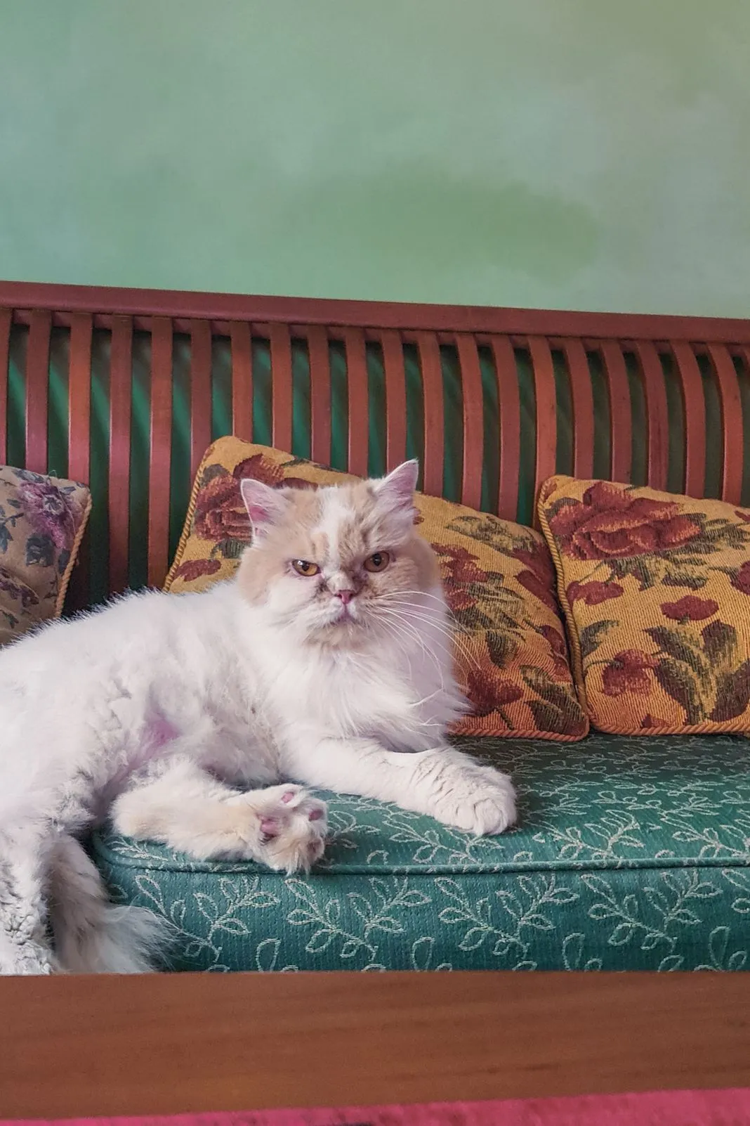 A cream and white Persian cat lounging on an ornate green sofa
