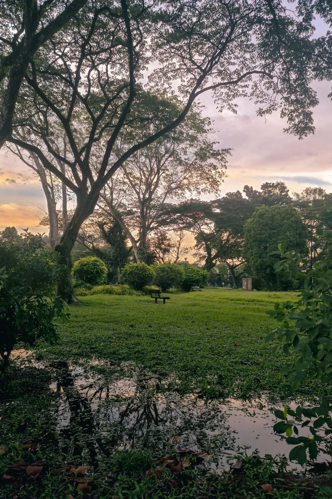 A park bench beneath sprawling trees beside a still pond at sunset