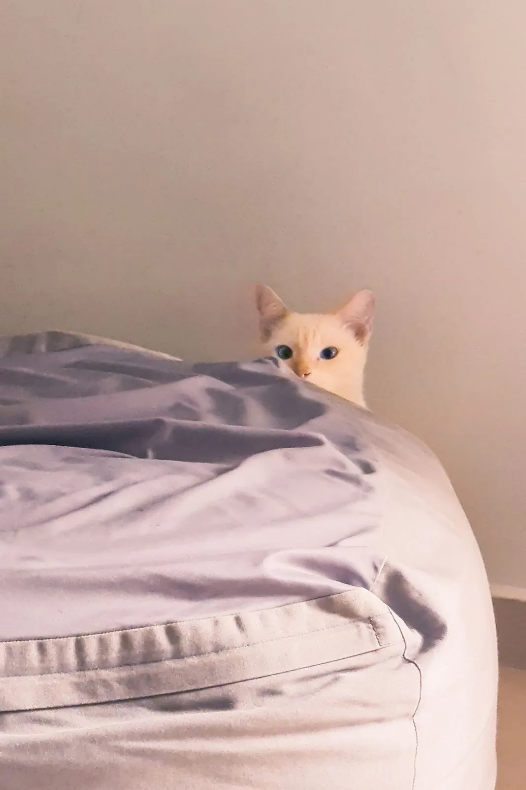 A pale kitten peeking over the edge of a gray bean bag