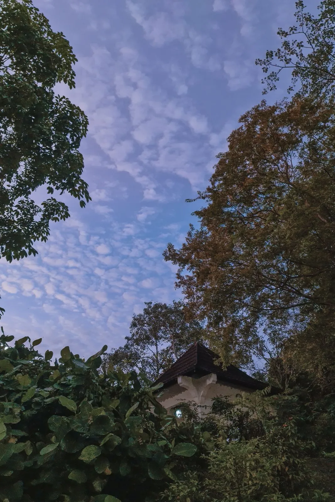 A tiled pavilion roof glimpsed through trees against a cloudy dusk sky