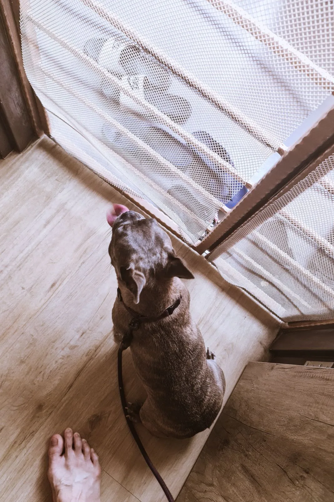 A leashed dog looking up at a mesh window screen indoors