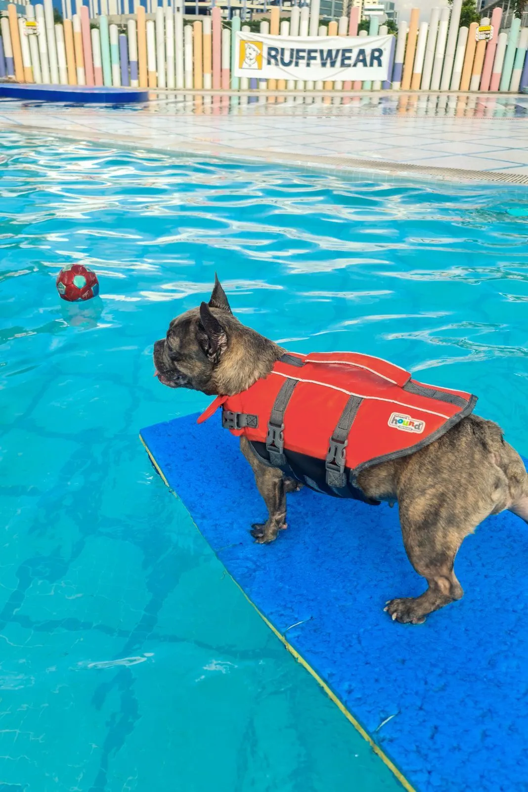 A French bulldog in an orange life vest standing on a pool float
