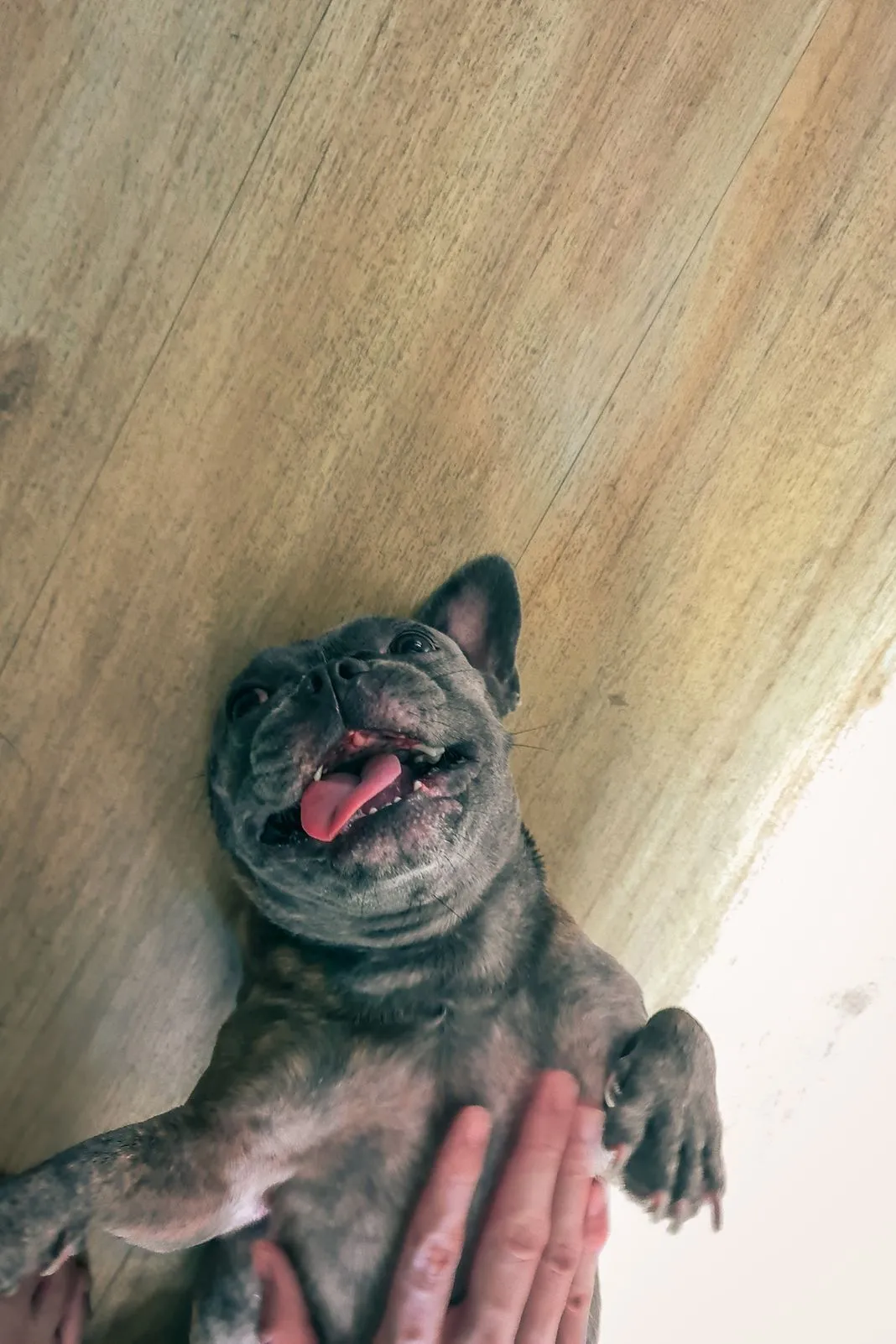 A French bulldog lying on its back on a wood floor getting a belly rub