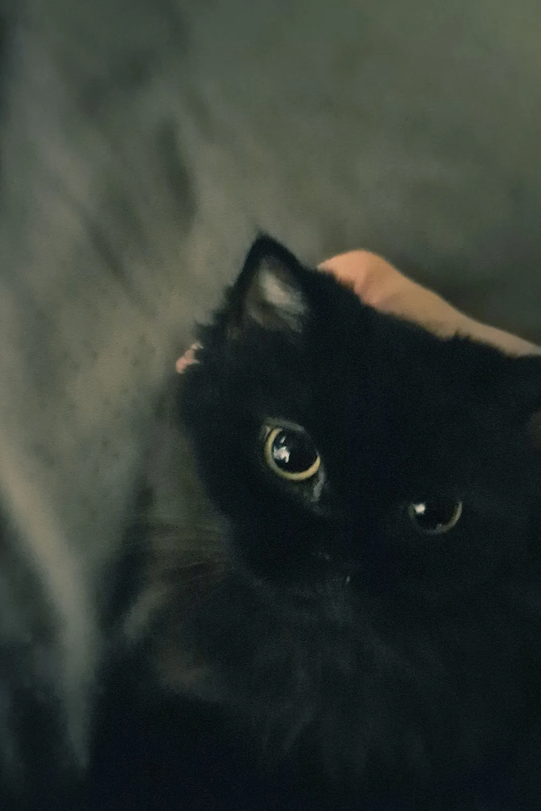 Close-up of a black cat's face being petted on the head