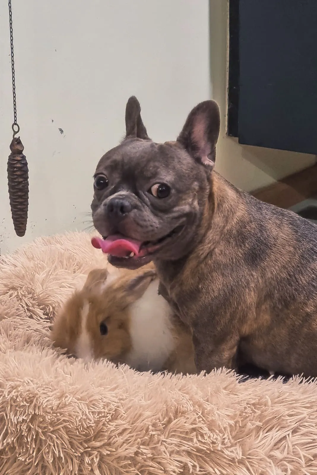 A French bulldog and a guinea pig sitting together on a fluffy cushion
