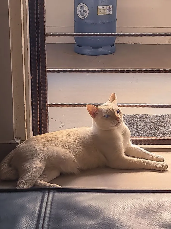 A cream-colored cat lying on a ledge beside a gas cylinder