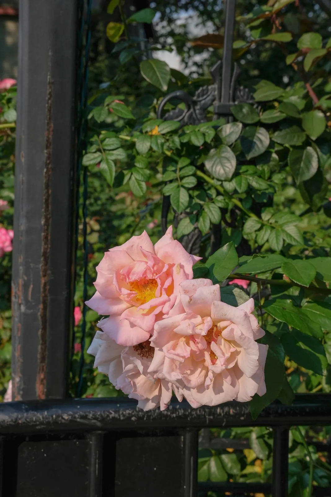 Two pale pink roses blooming along a wrought-iron fence