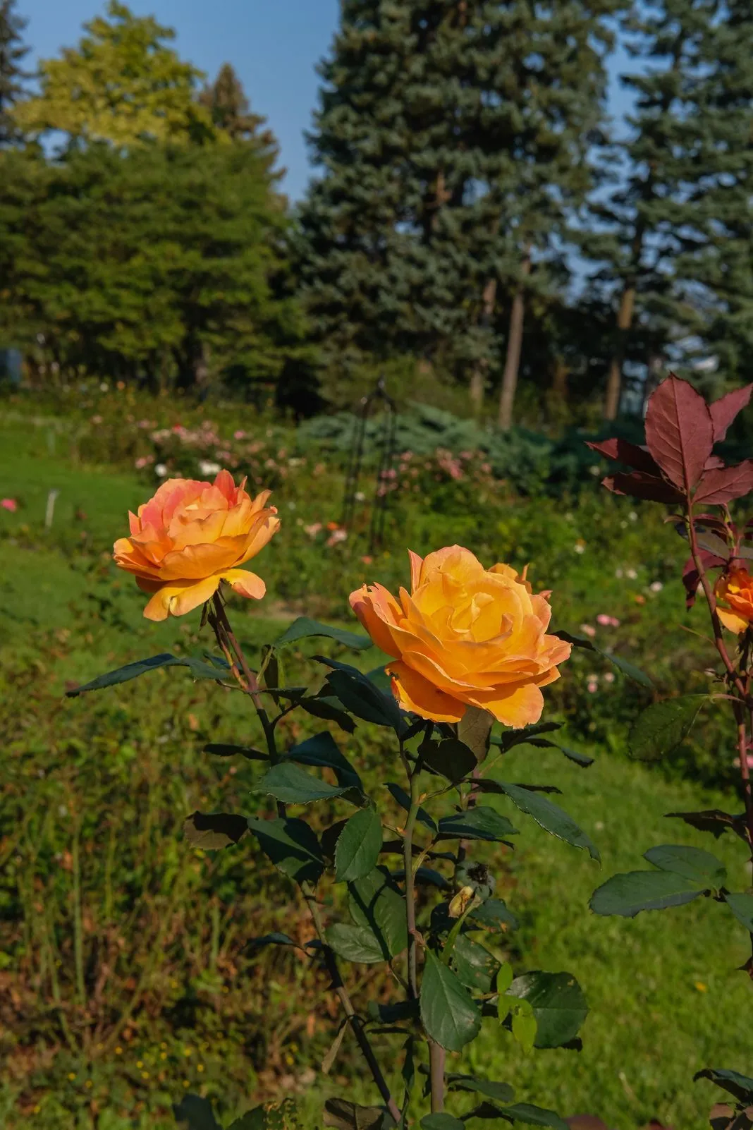 Two orange roses in a garden bed with evergreens in the background