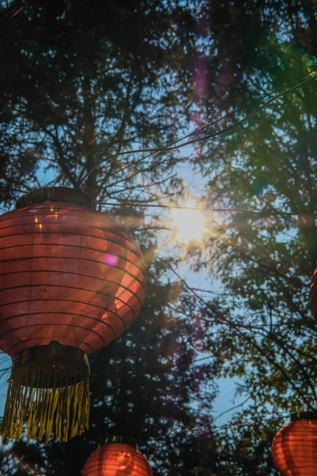 Red paper lanterns hanging in trees with sunlight breaking through the branches