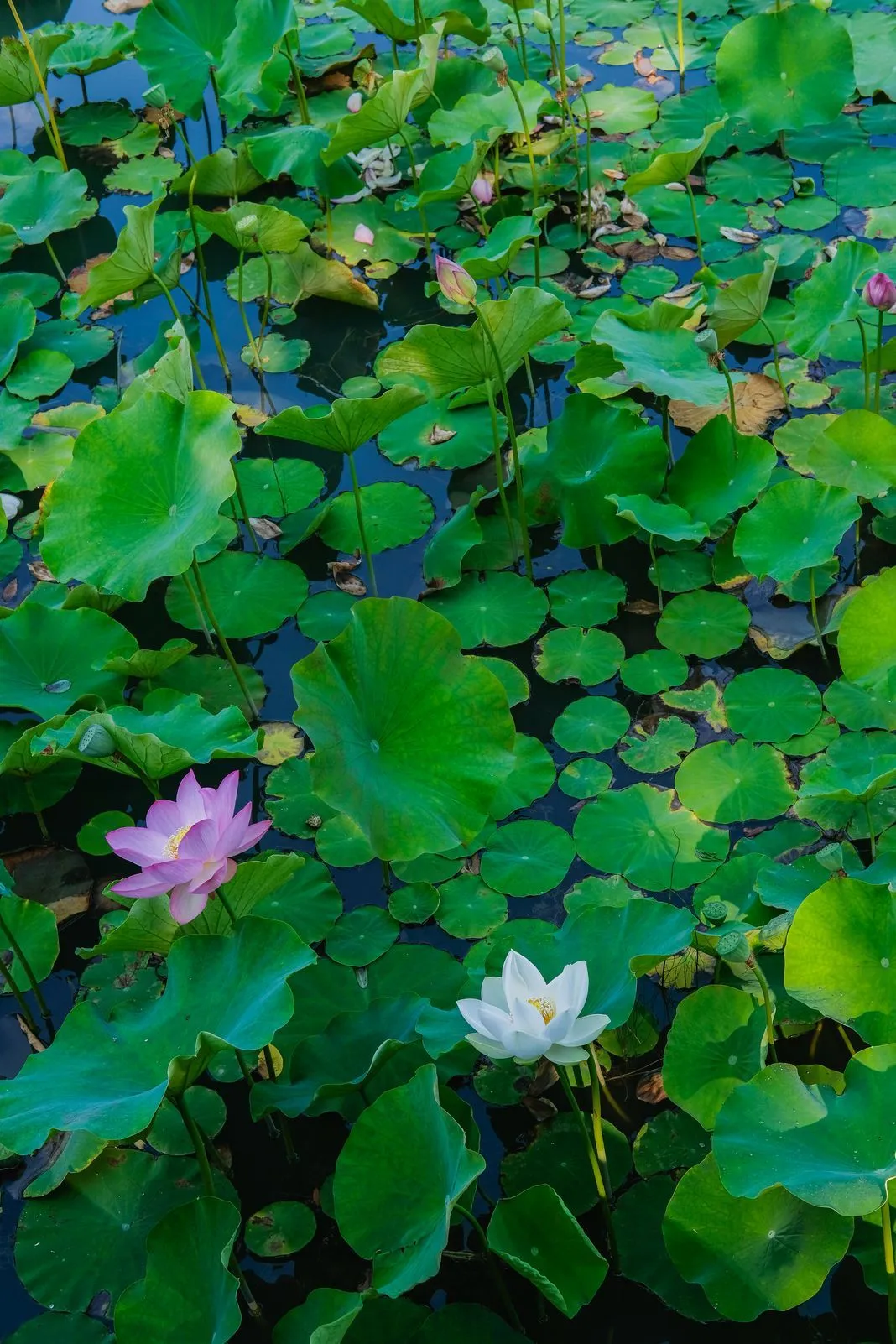 Pink and white lotus flowers floating among lily pads on a pond