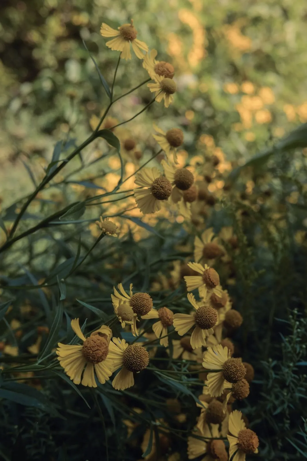 Yellow wildflowers backlit by warm late-afternoon light