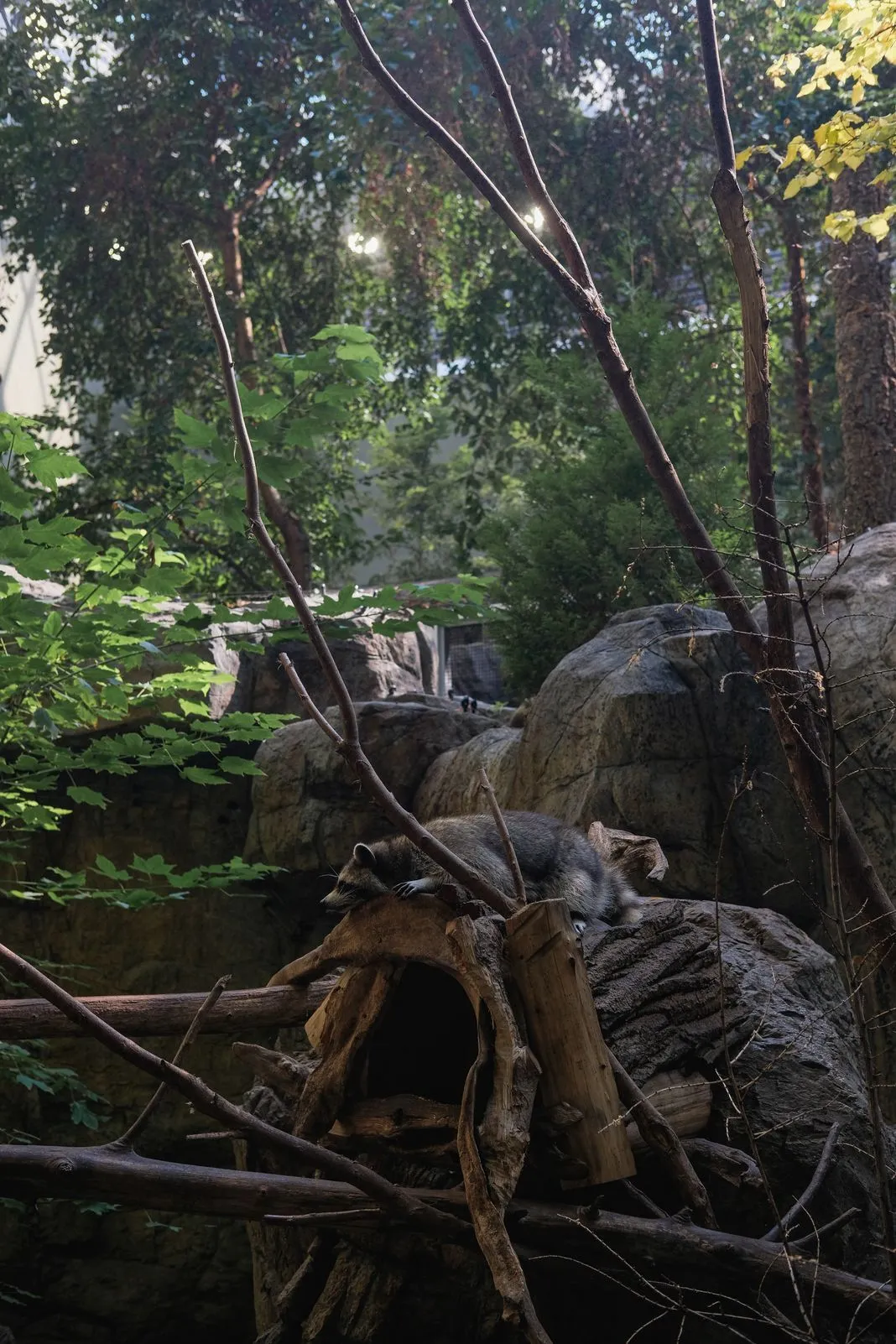Raccoon curled up asleep on a log in a zoo enclosure