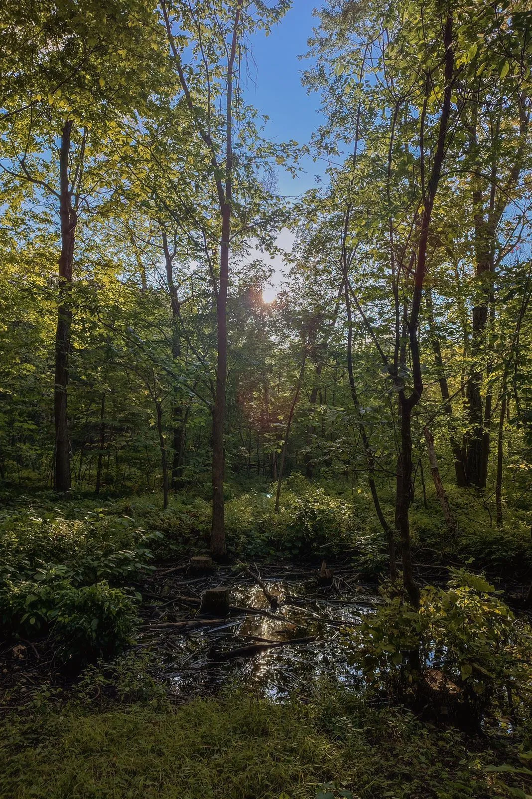 Sunlight filtering through forest trees over a still, debris-covered pond