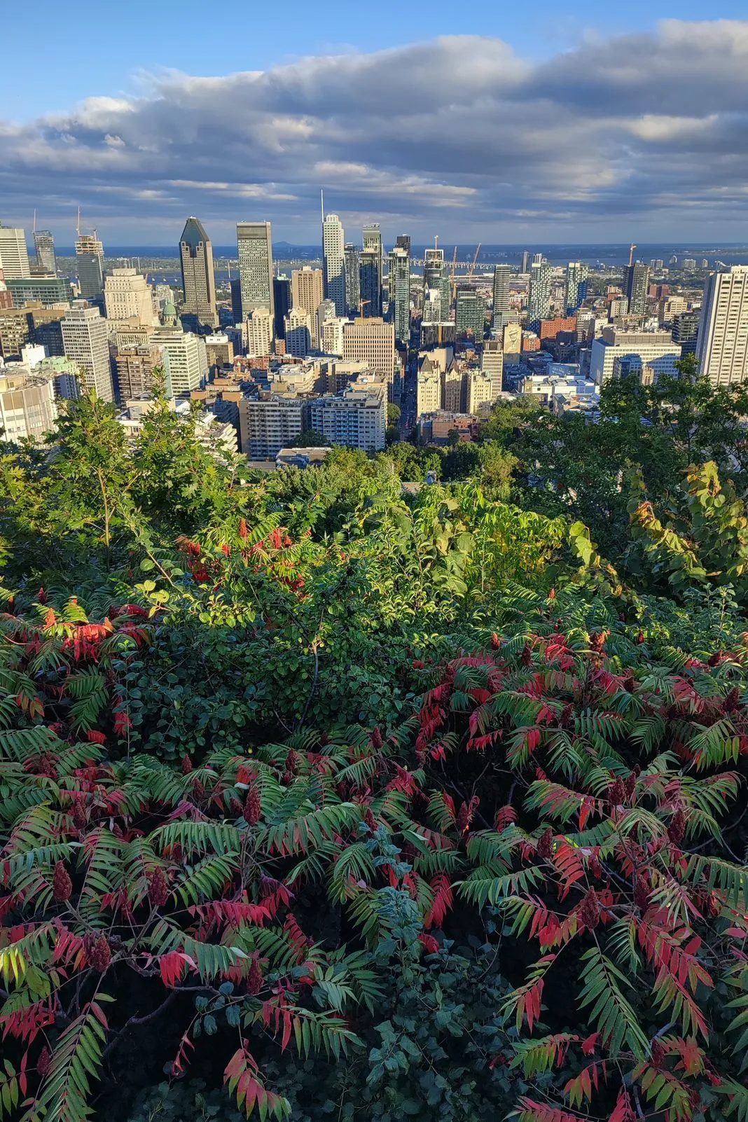 City skyline viewed from a hillside overlook framed by red sumac leaves