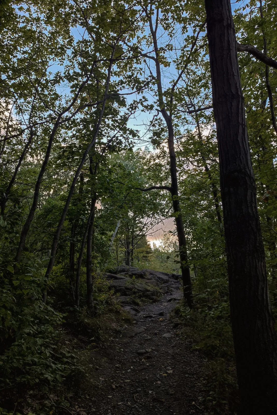 Rocky forest trail climbing between tall trees at dusk