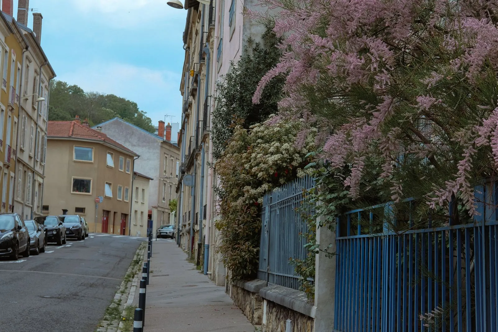 A blooming pink tamarisk tree spills over a blue iron fence along a quiet street
