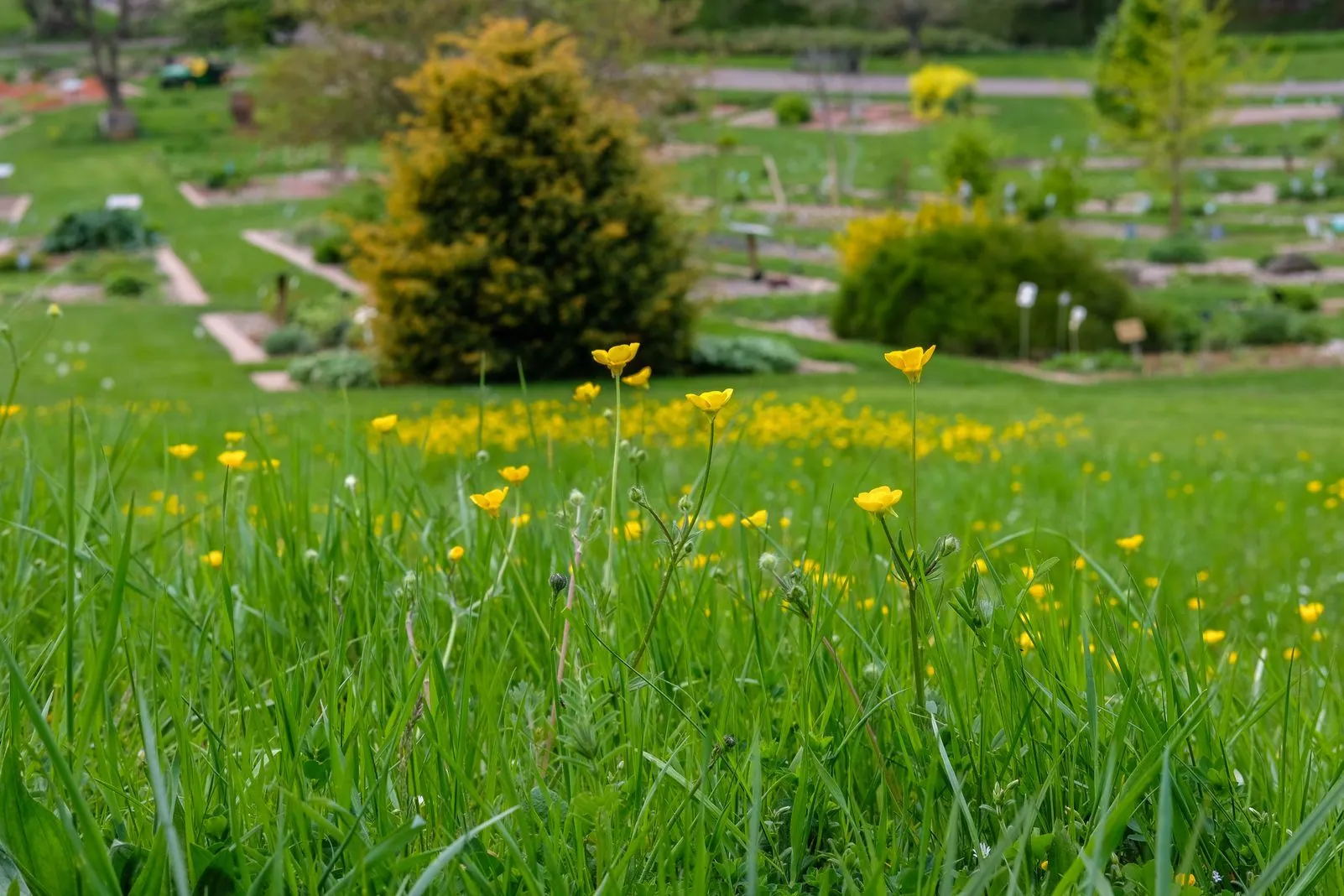 Yellow buttercups blooming in a grassy garden with plant beds in the background