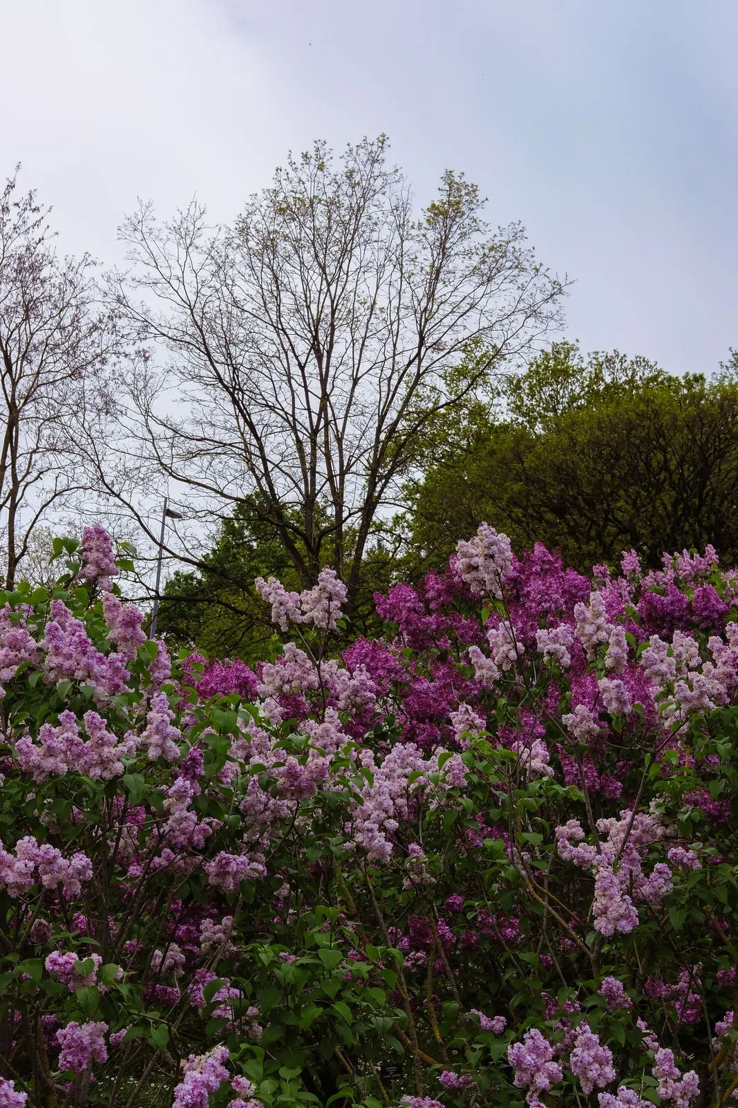Clusters of pink, purple, and white lilac blossoms against a leafy backdrop