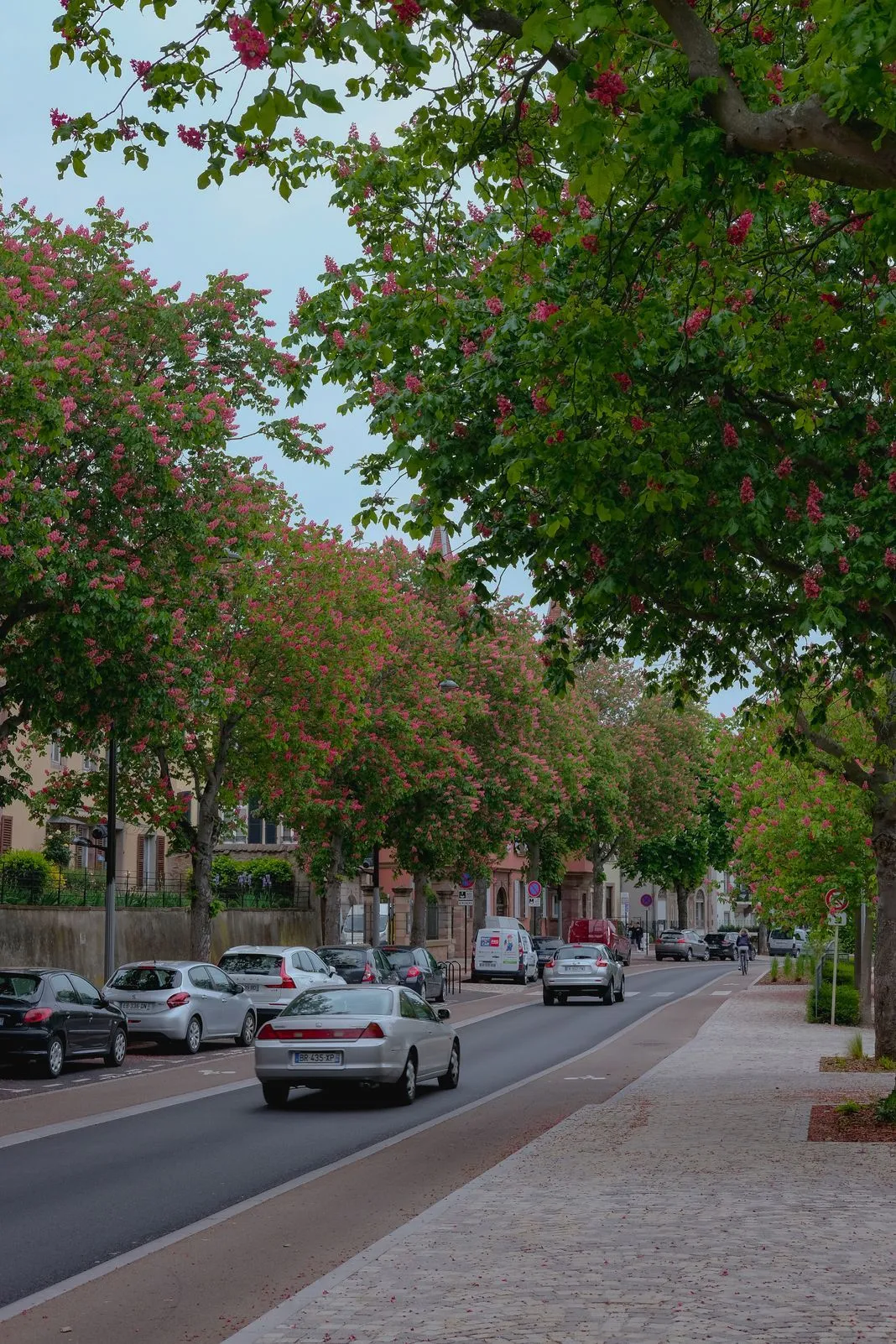 Blooming pink horse chestnut trees line a street with parked cars
