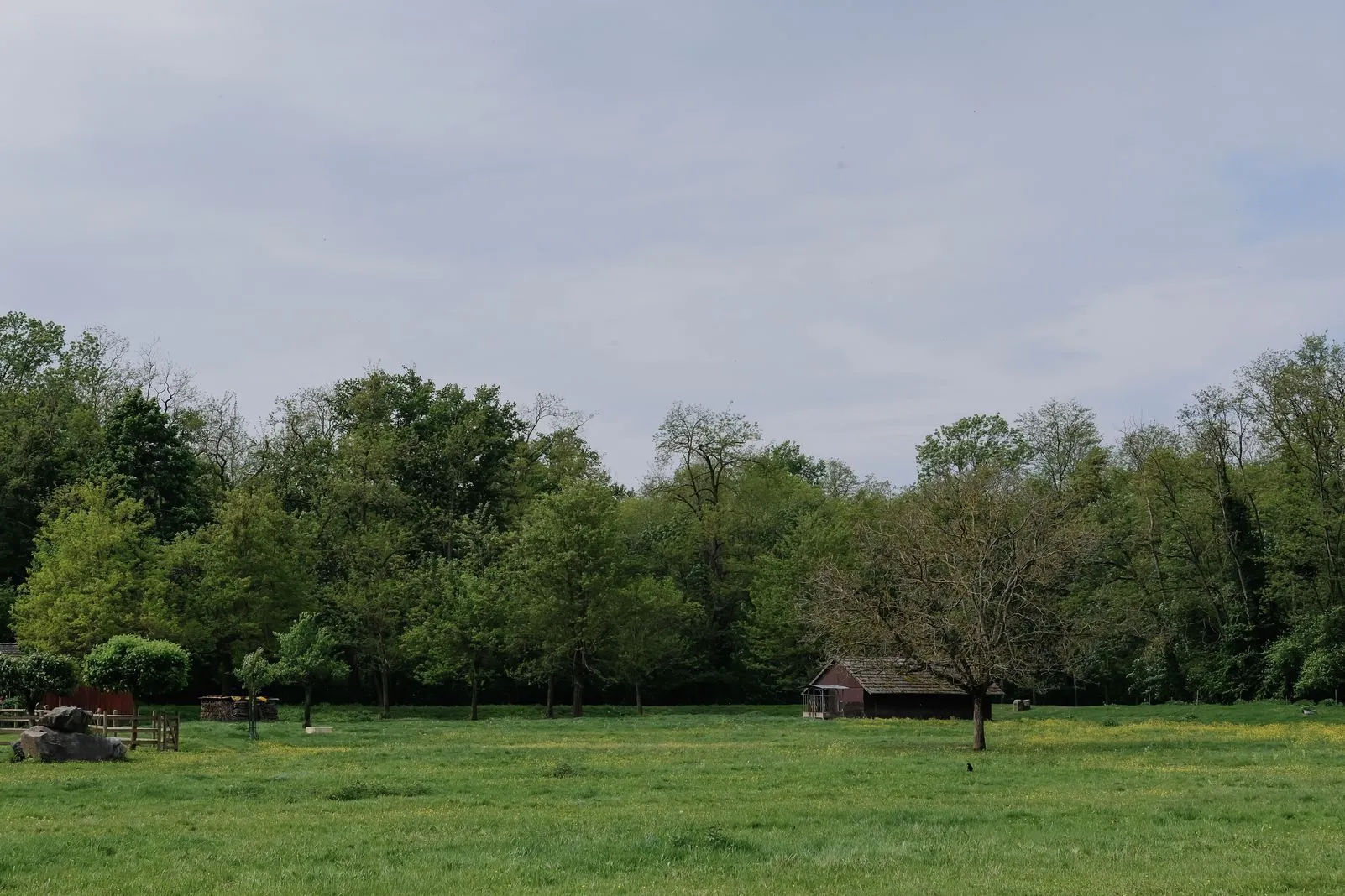 A grassy field with a small shed bordered by trees