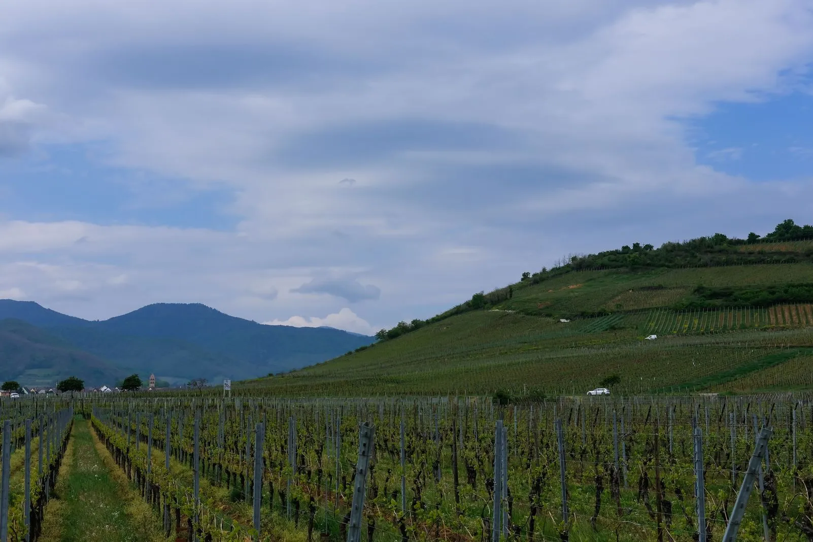 Rows of vineyard trellises climbing a hillside with mountains in the distance