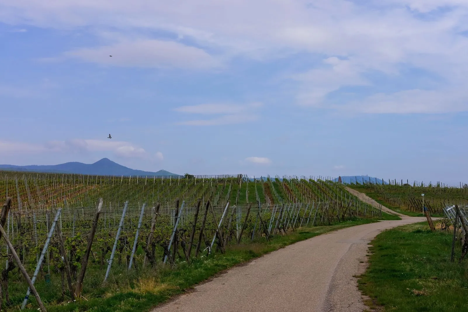 A path curves through rows of vineyard trellises under a wide sky