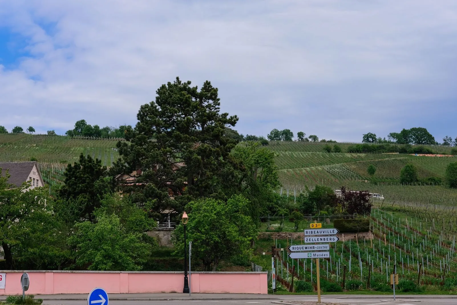 Hillside vineyards with road signs pointing to Ribeauville, Zellenberg, and Riquewihr