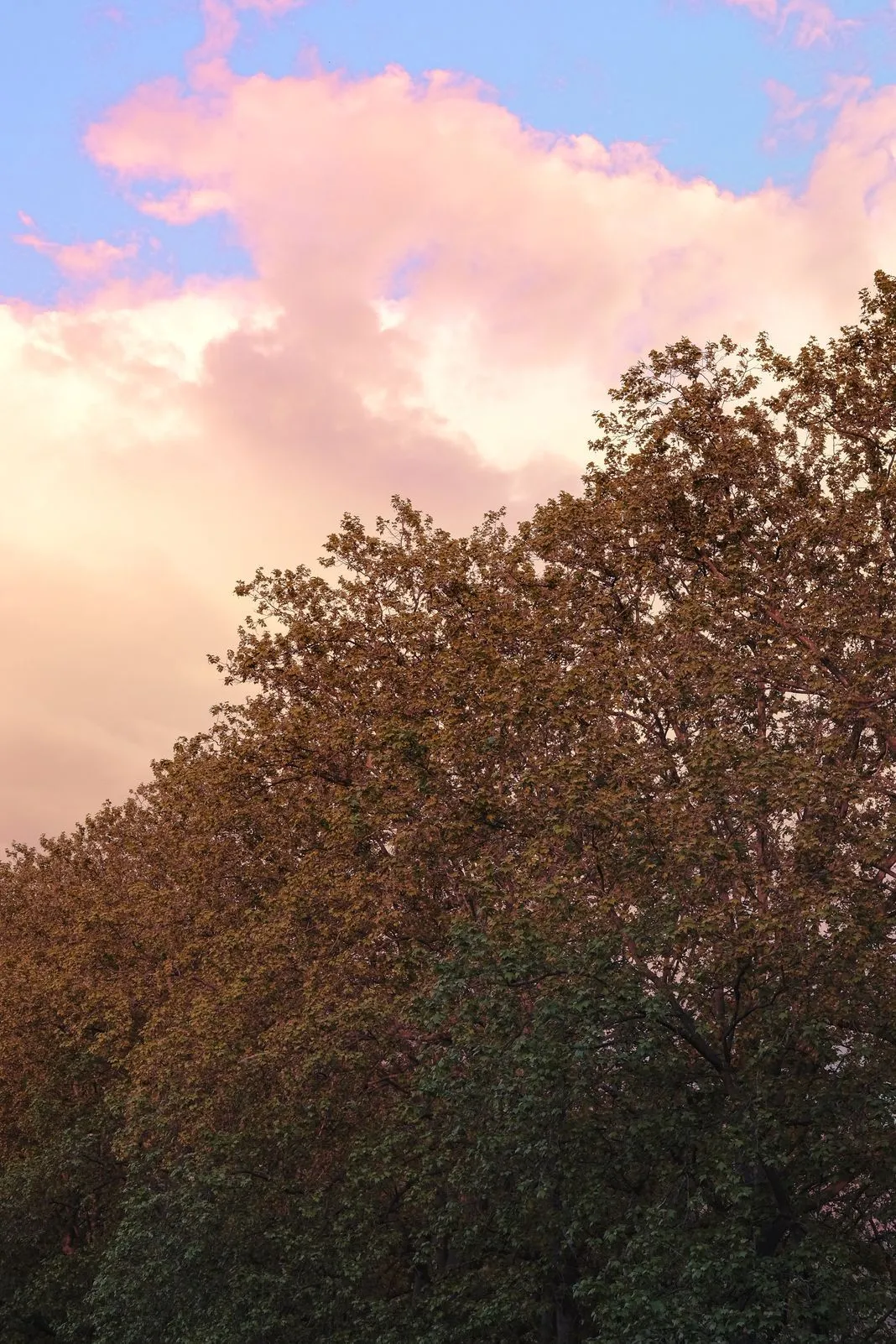 Treetops silhouetted against a sky streaked with pink clouds at sunset