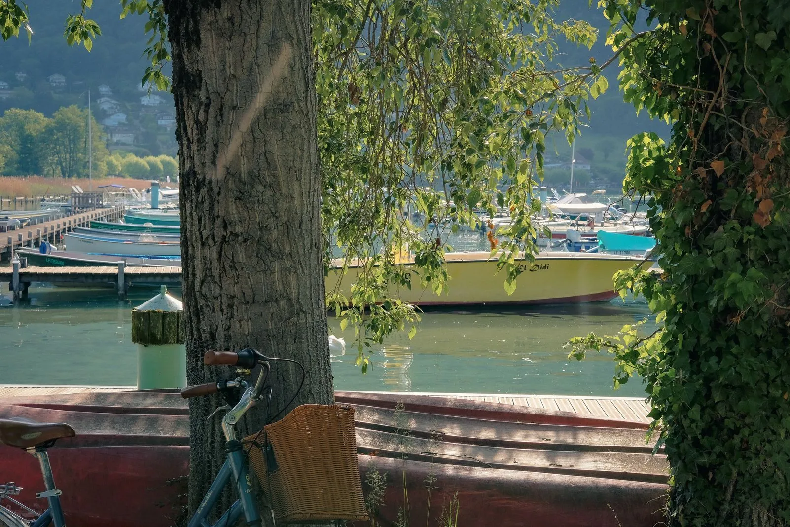 A bicycle leans against a tree by a marina full of moored boats