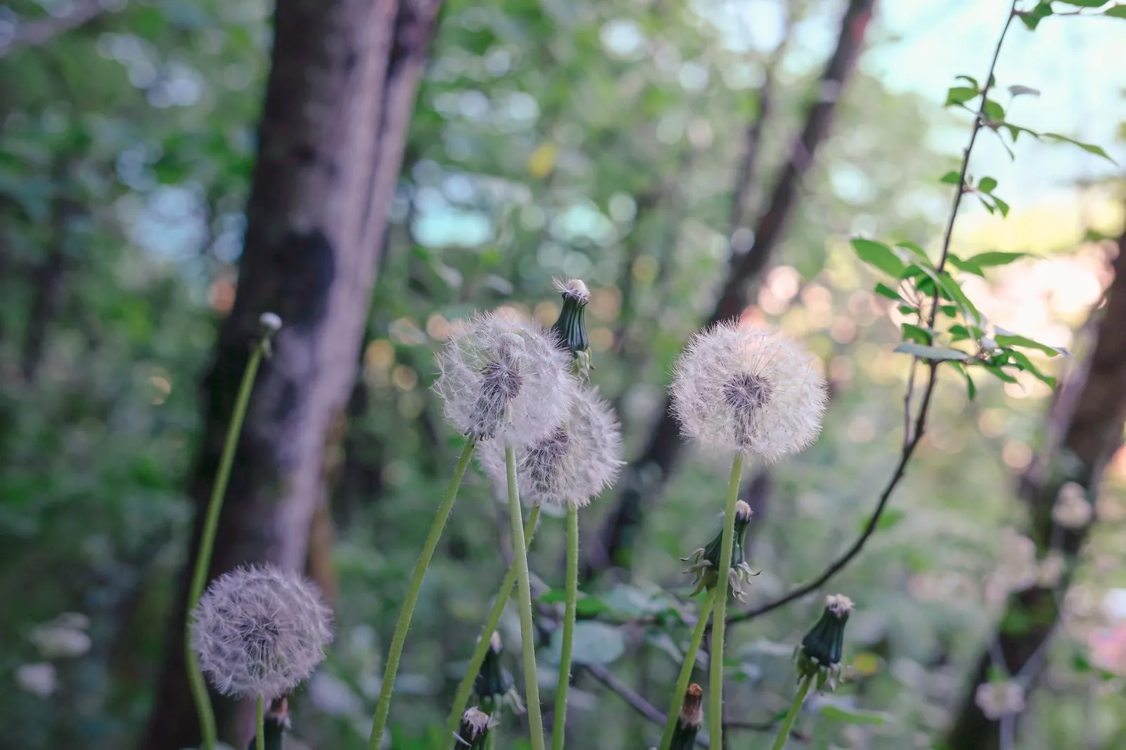 Backlit dandelion seed heads among trees in a forest clearing