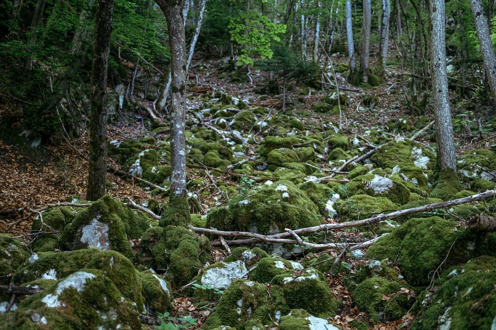 Moss-covered rocks and fallen branches scattered across a forest floor