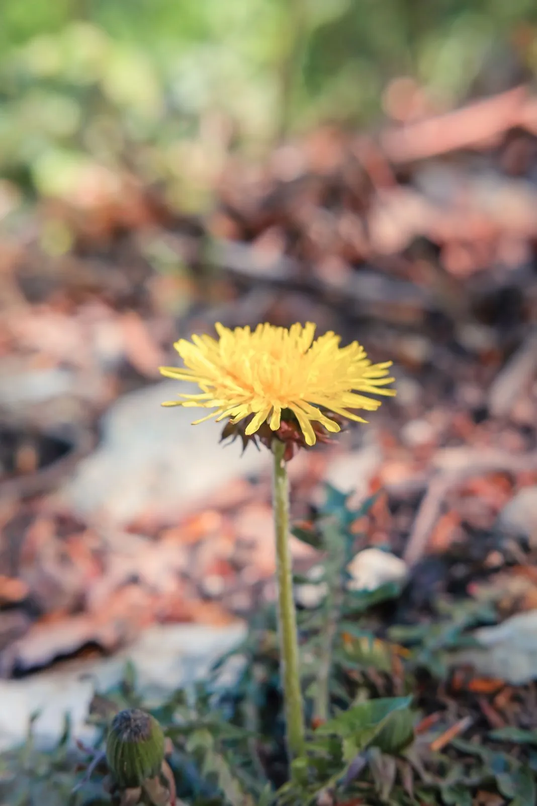 A single dandelion flower stands out against blurred fallen leaves