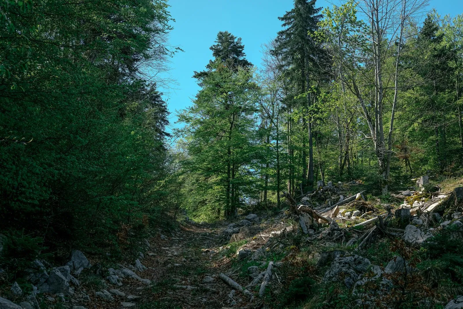 A rocky forest trail winds uphill between tall trees under a blue sky