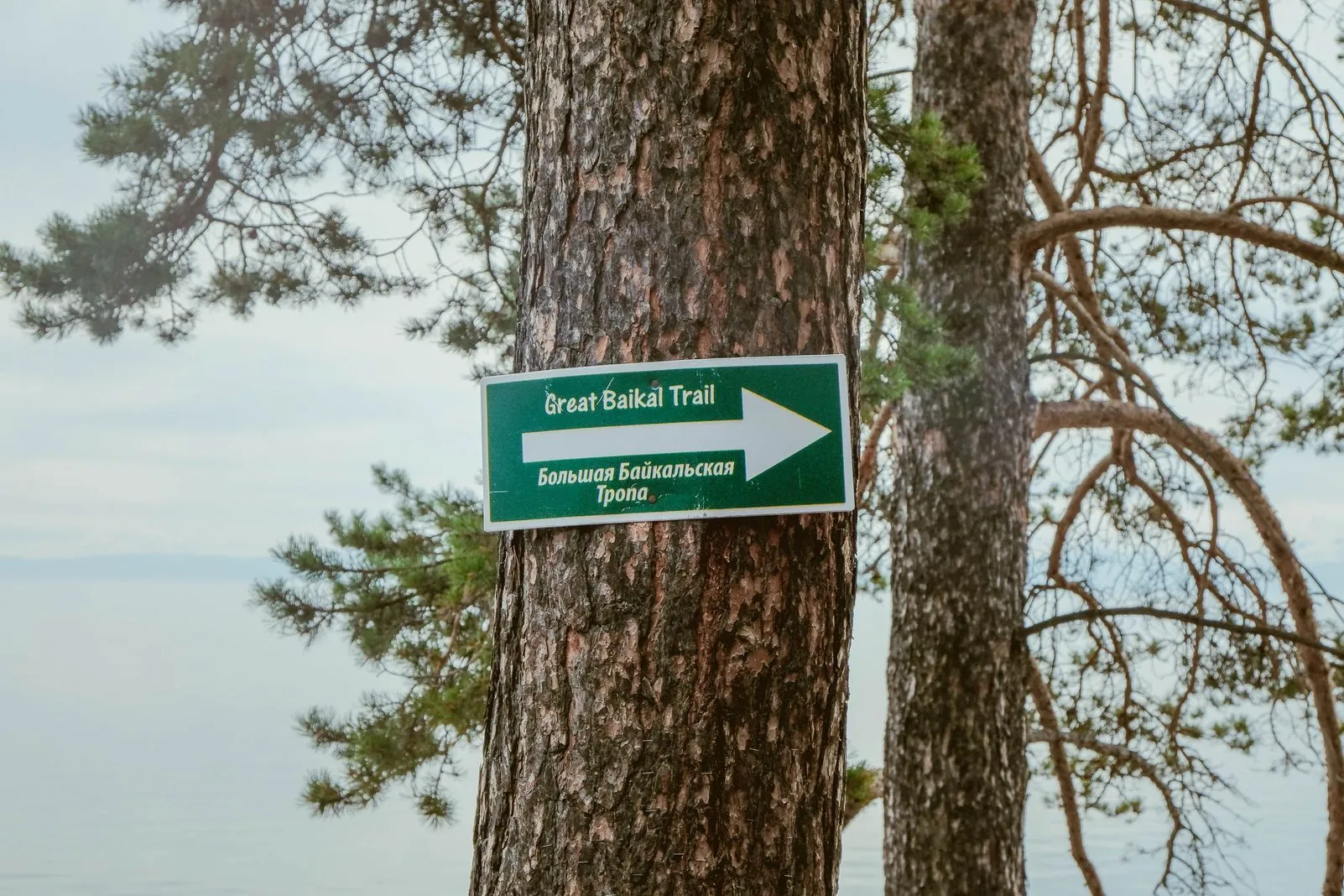 Great Baikal Trail sign nailed to a pine trunk above the lake