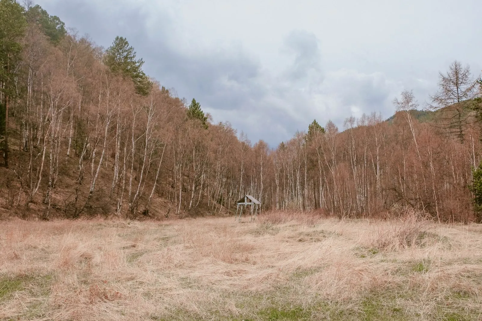 Small wooden shelter standing in a bare birch forest clearing