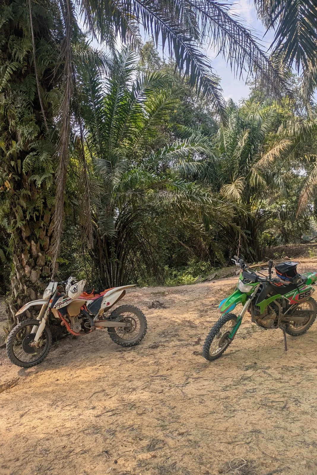Two dirt bikes parked on a sandy trail in a palm grove clearing