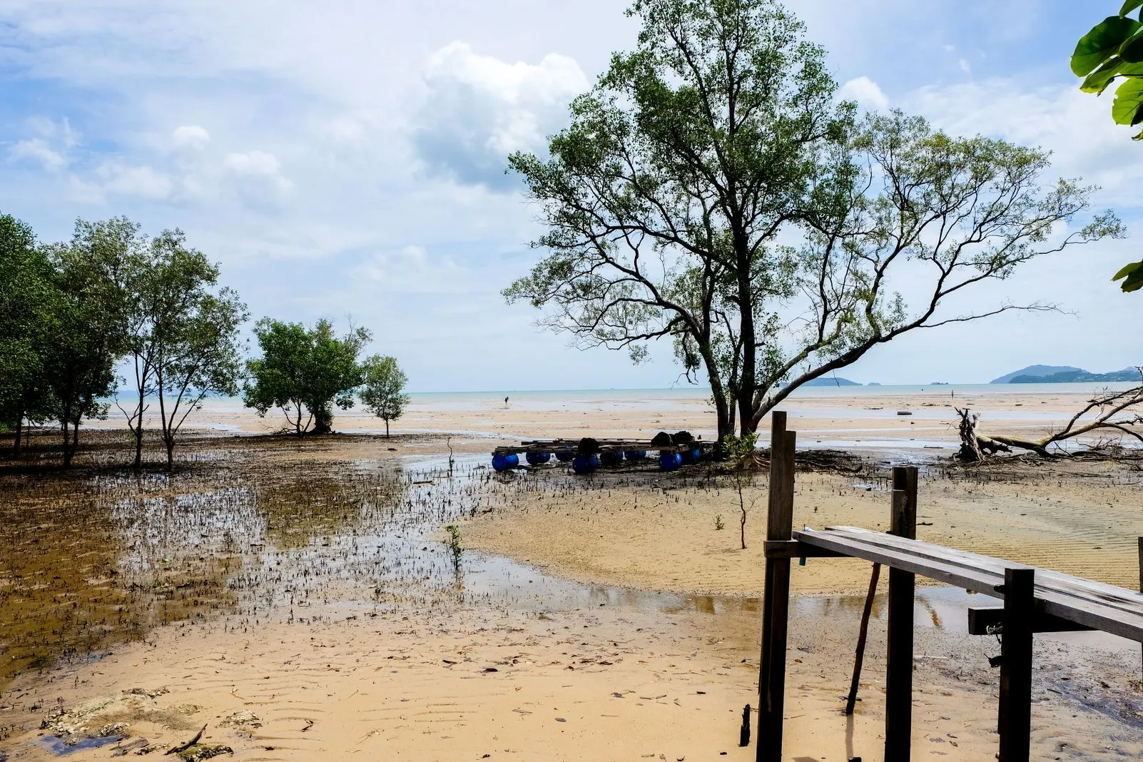Tidal flat with mangrove trees, a wooden boardwalk railing, and blue barrels under a bright sky